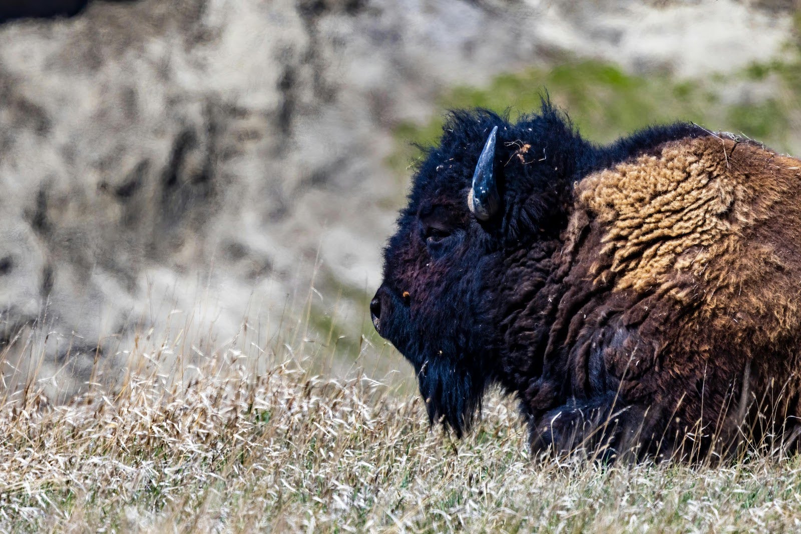 South Dakota animals